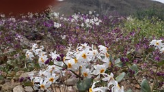 Leucocoryne coronata