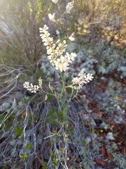 Polygonella polygama polygama