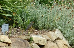 Turdus olivaceus