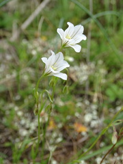 Gagea graeca