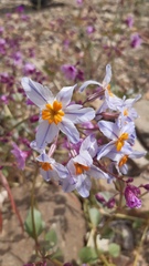 Leucocoryne coronata