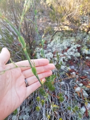 Polygonella polygama polygama