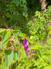 Rhynchanthera grandiflora