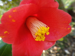 Camellia japonica