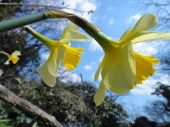 Narcissus pseudonarcissus