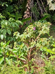 Rhynchanthera grandiflora