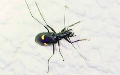 Oxycheila tristis