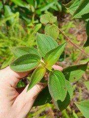 Rhynchanthera grandiflora