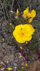 Balbisia peduncularis