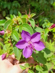 Rhynchanthera grandiflora