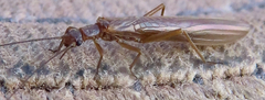 Leuctridae
