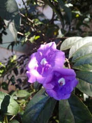Brunfelsia grandiflora