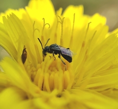 Anthophila