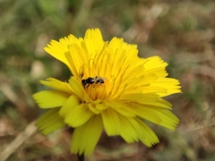 Anthophila