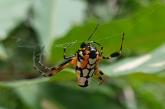 Leucauge fastigata