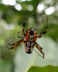 Leucauge fastigata