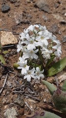 Zephyra