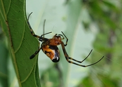 Leucauge fastigata