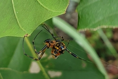Leucauge fastigata