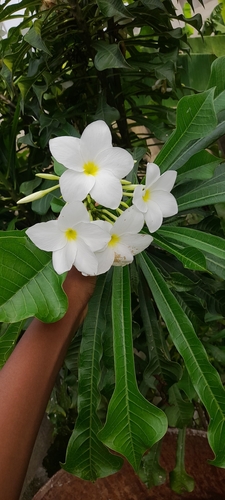 Hammerleaf Frangipani