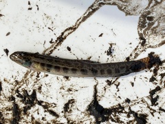 Cobitis taenia