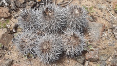 Copiapoa megarhiza