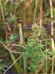 Galium album