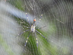 Nephila pilipes