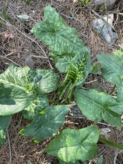 Arum italicum