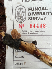 Deconica horizontalis