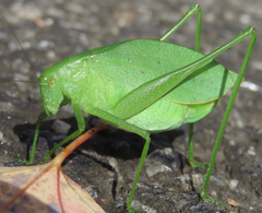 Amblycorypha