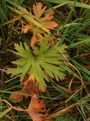 Geranium pratense