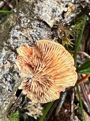 Deconica horizontalis