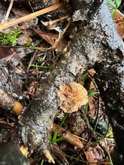 Deconica horizontalis