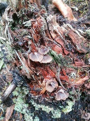 Mycena maculata