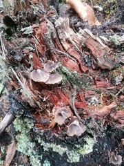 Mycena maculata