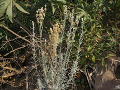 Pseudognaphalium viravira