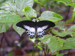 Papilio polymnestor