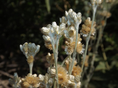 Pseudognaphalium viravira