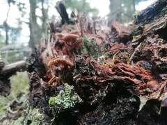 Mycena maculata