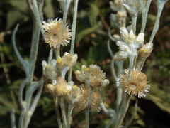 Pseudognaphalium viravira