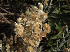 Pseudognaphalium viravira