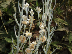 Pseudognaphalium viravira