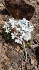 Zephyra