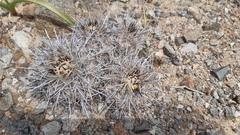 Copiapoa megarhiza