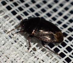 Macroscytus
