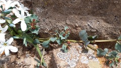 Euphorbia copiapina