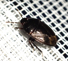 Macroscytus