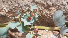 Euphorbia copiapina