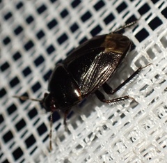 Macroscytus